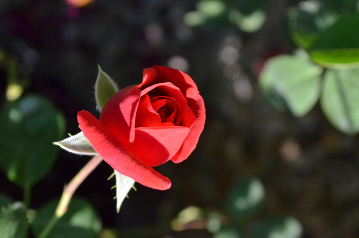 Crawfish Etouffee™