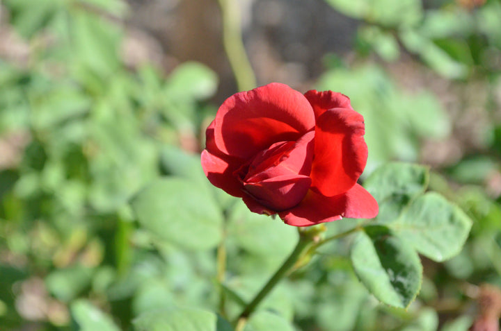 Crawfish Etouffee™