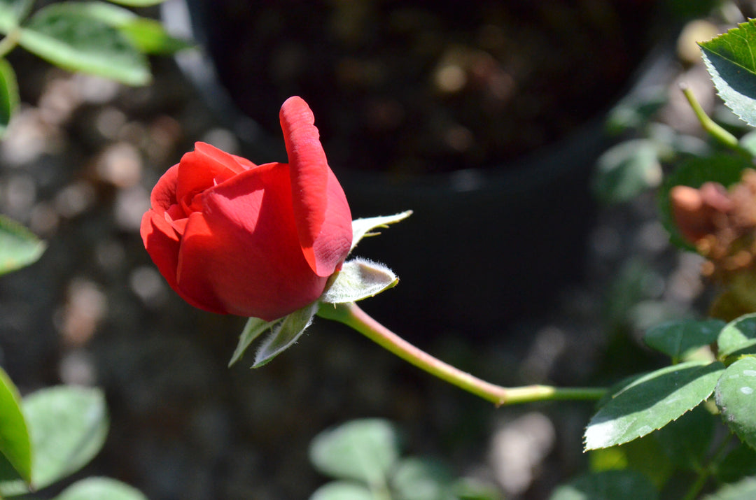 Crawfish Etouffee™