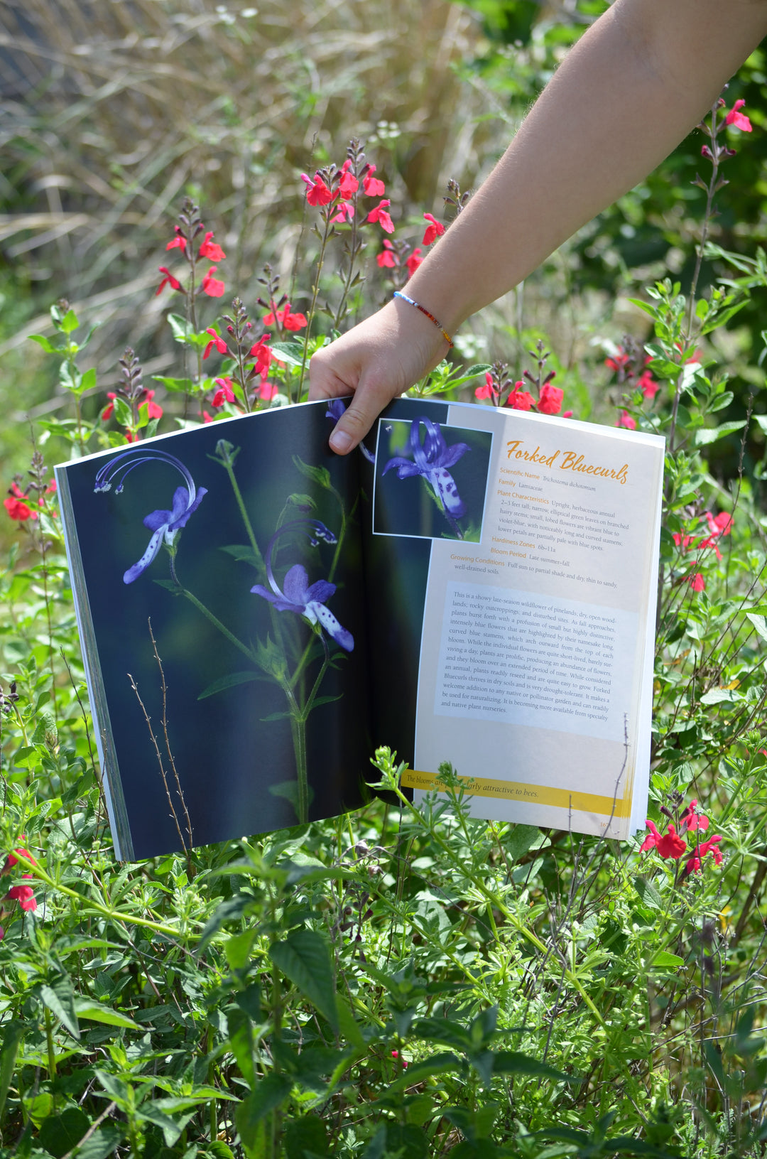 Native Plant Gardening for Birds, Bees & Butterflies