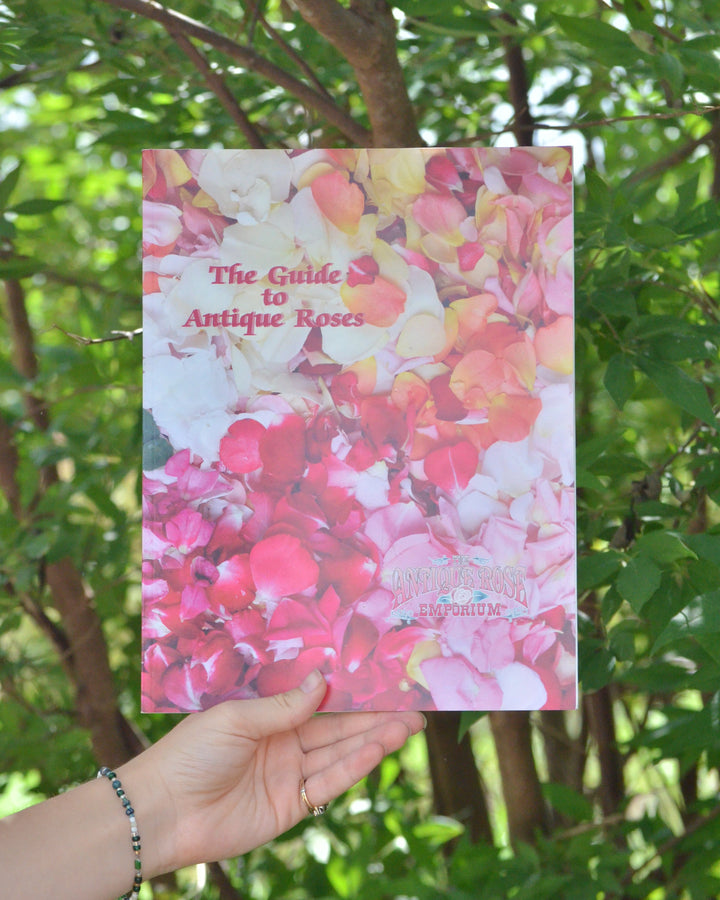 Guide To Antique Roses