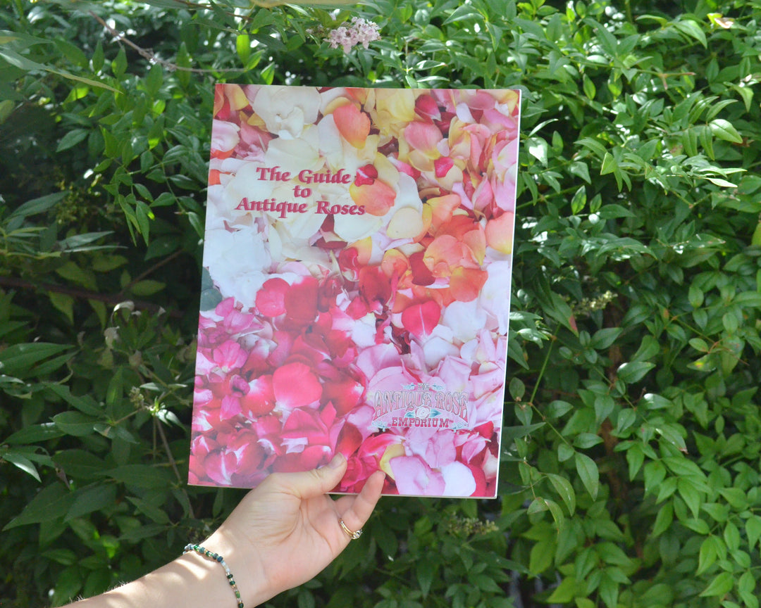 Guide To Antique Roses