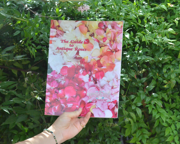 Guide To Antique Roses