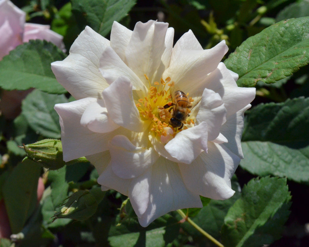Hip-Happy Rose Bundle (Climber Included)