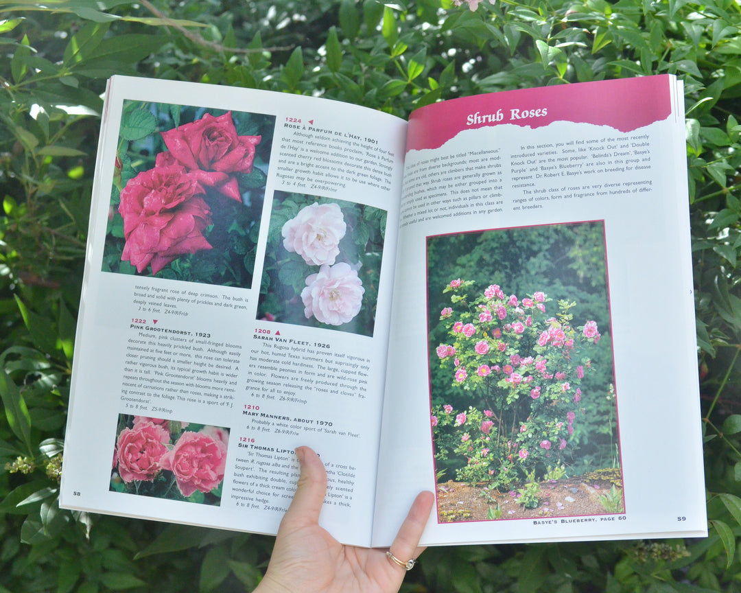 Guide To Antique Roses