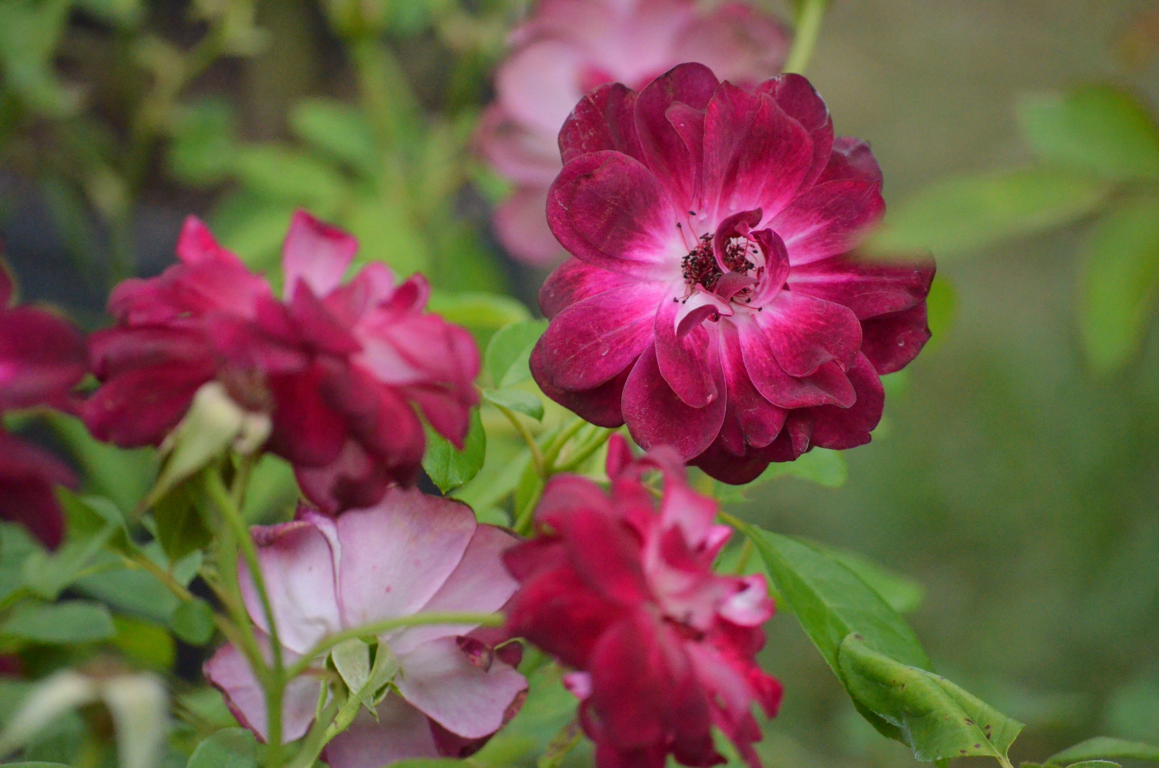 Antique Rose Emporium Iceberg Rose - Thumbnail 3