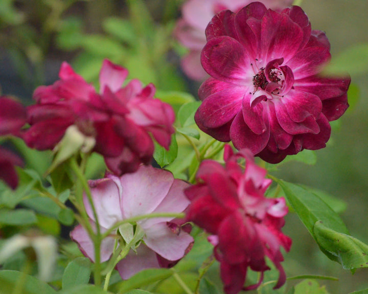 Goblin Cottage Rose Bundle (Climber Included)