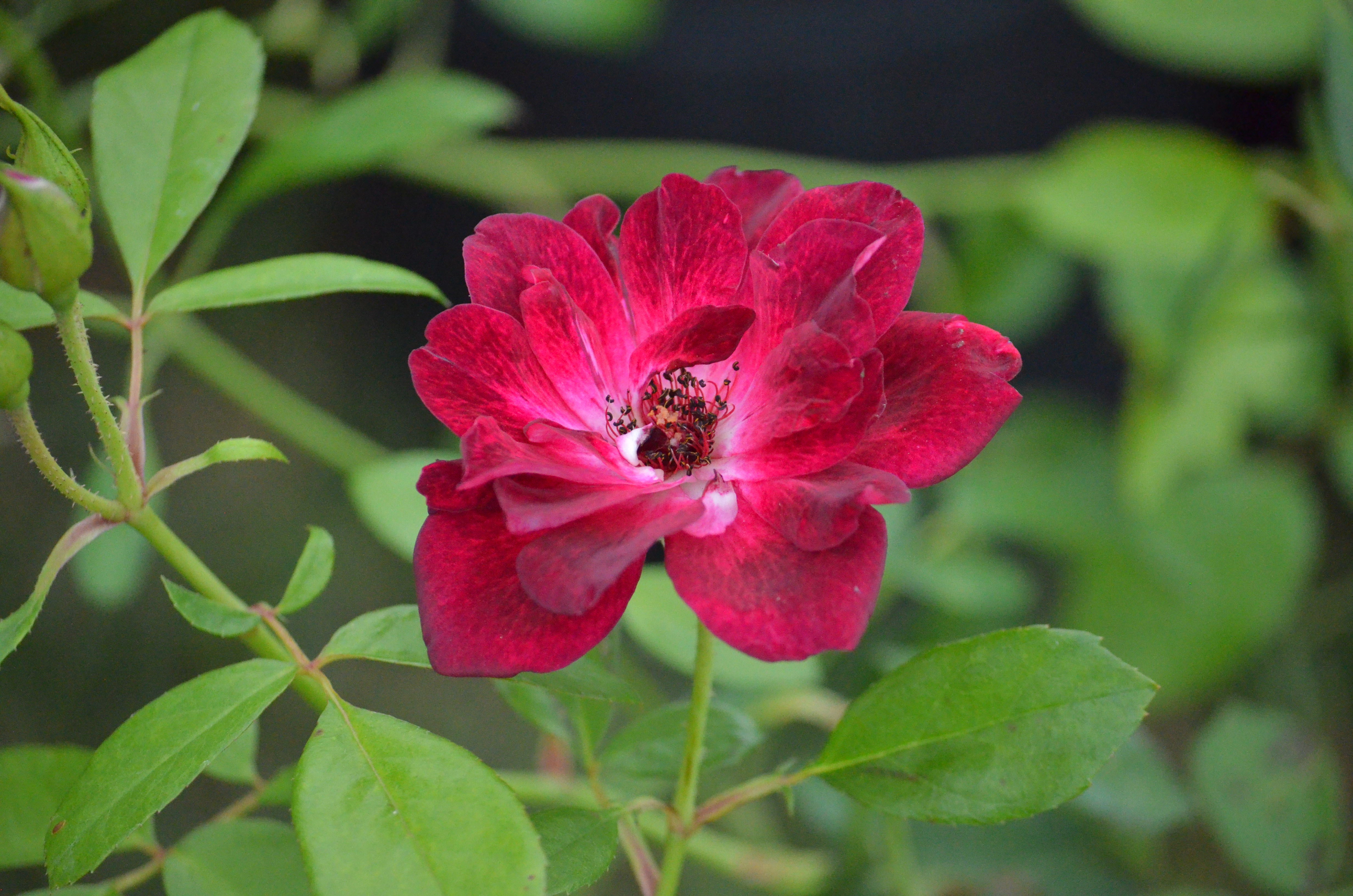 Antique Rose Emporium Iceberg Rose