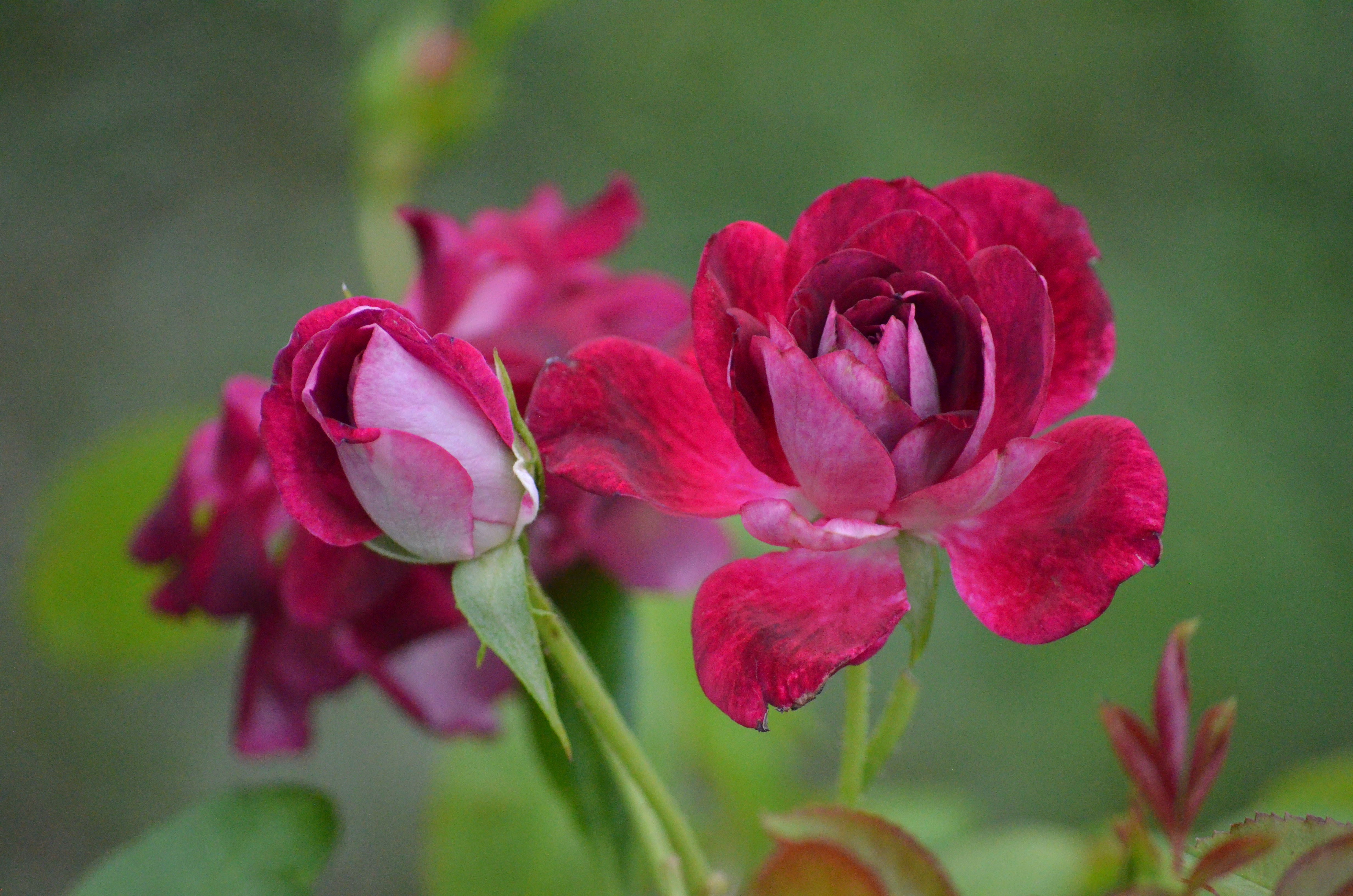Antique Rose Emporium Iceberg Rose - Thumbnail 2