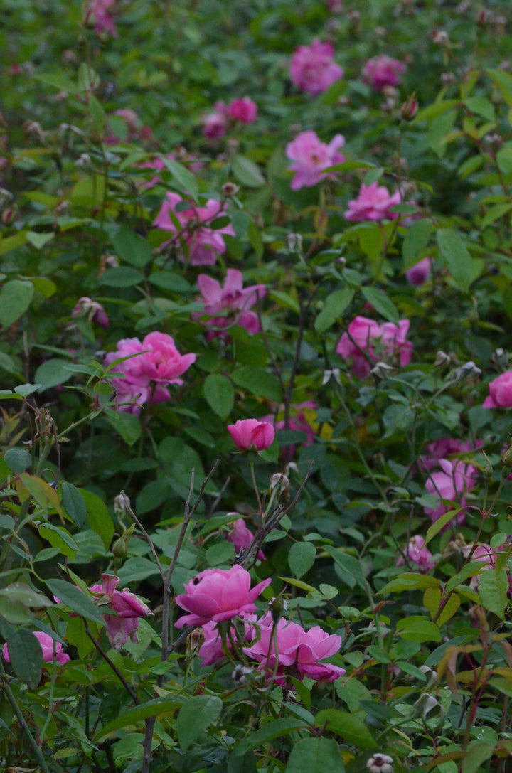 Old Blush