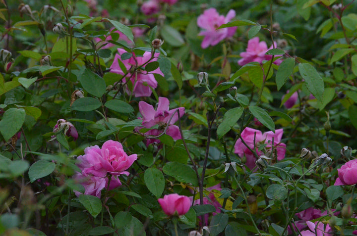 Old Blush