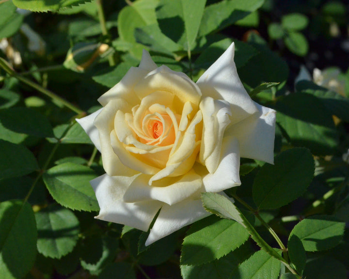 Lady Pamela-Carol