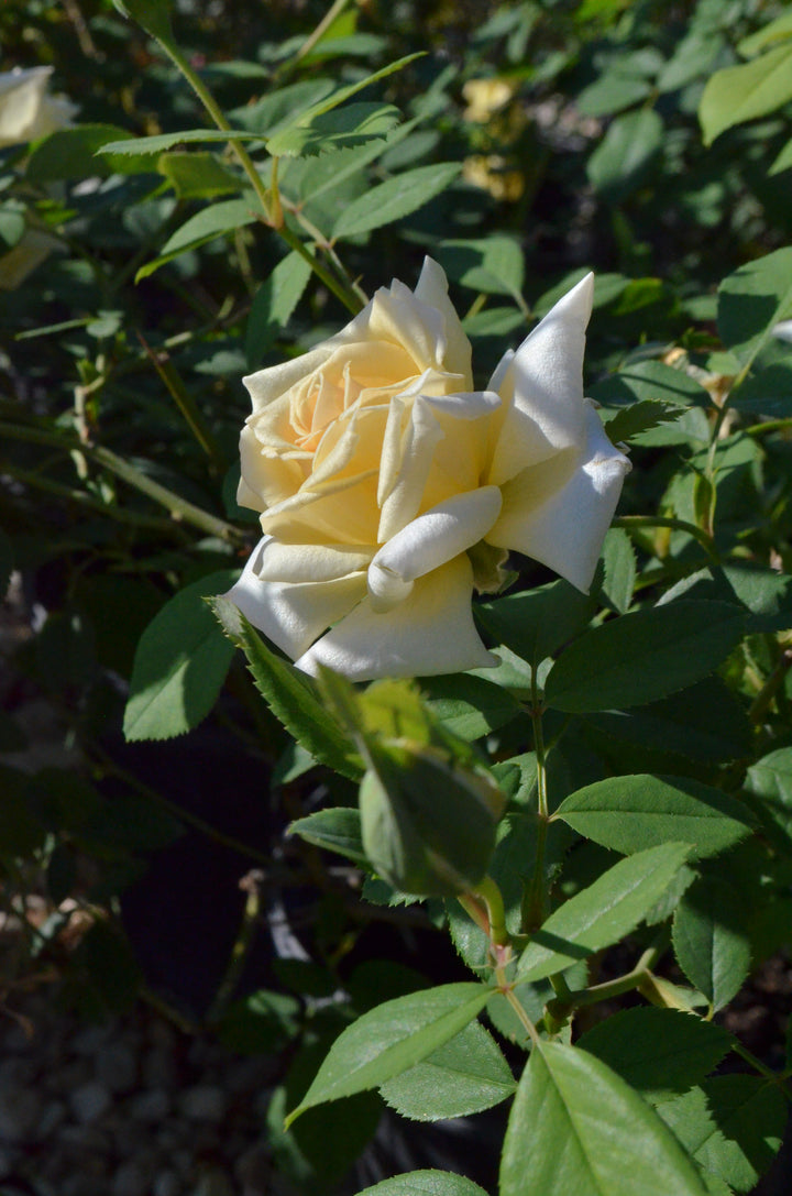 Lady Pamela-Carol