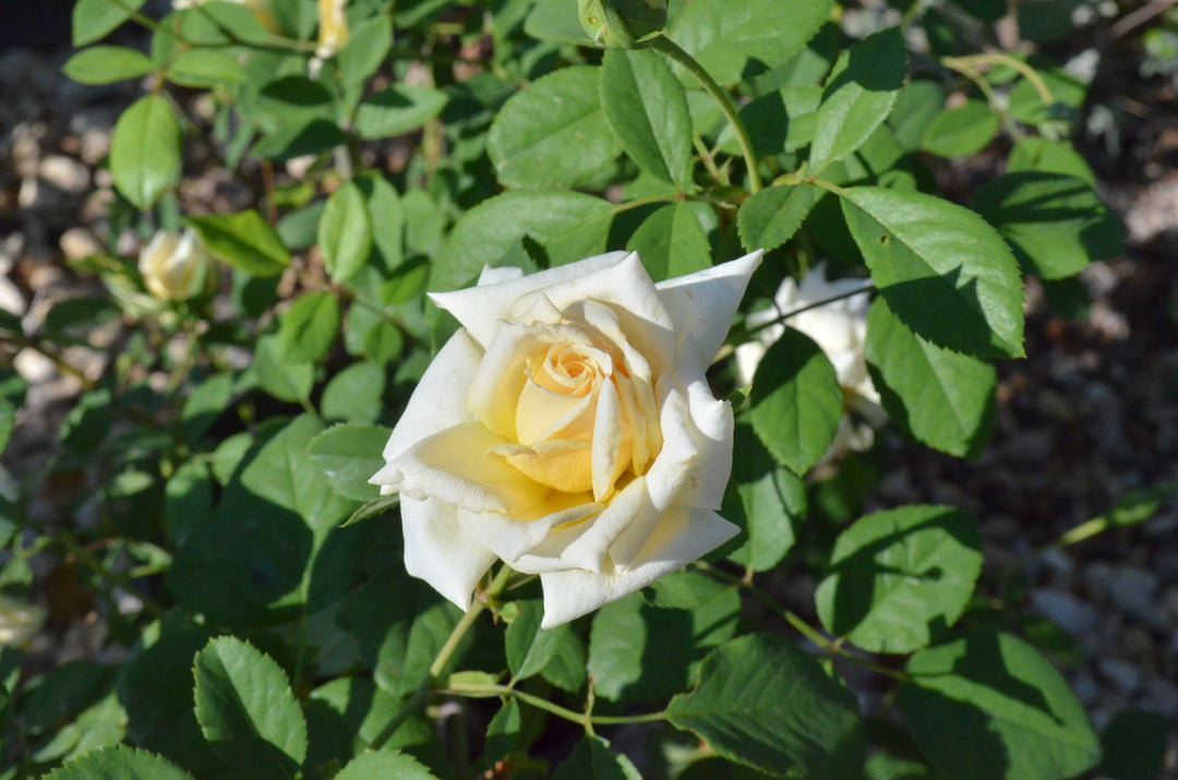 Lady Pamela-Carol
