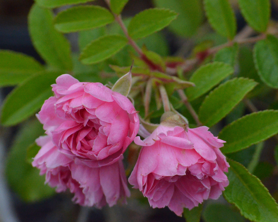 Pink Grootendorst