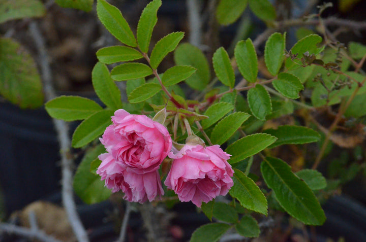 Pink Grootendorst