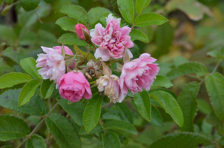 Pink Grootendorst