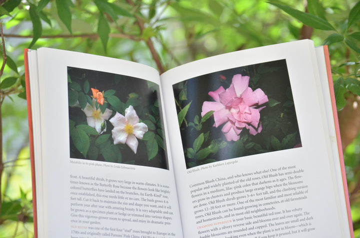 Yes, You Can Grow Roses