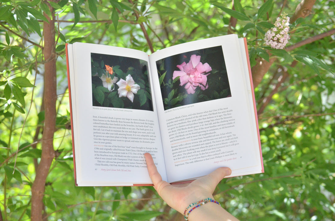 Yes, You Can Grow Roses