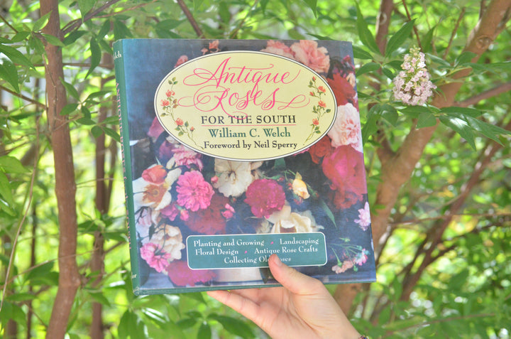 Antique Roses for the South