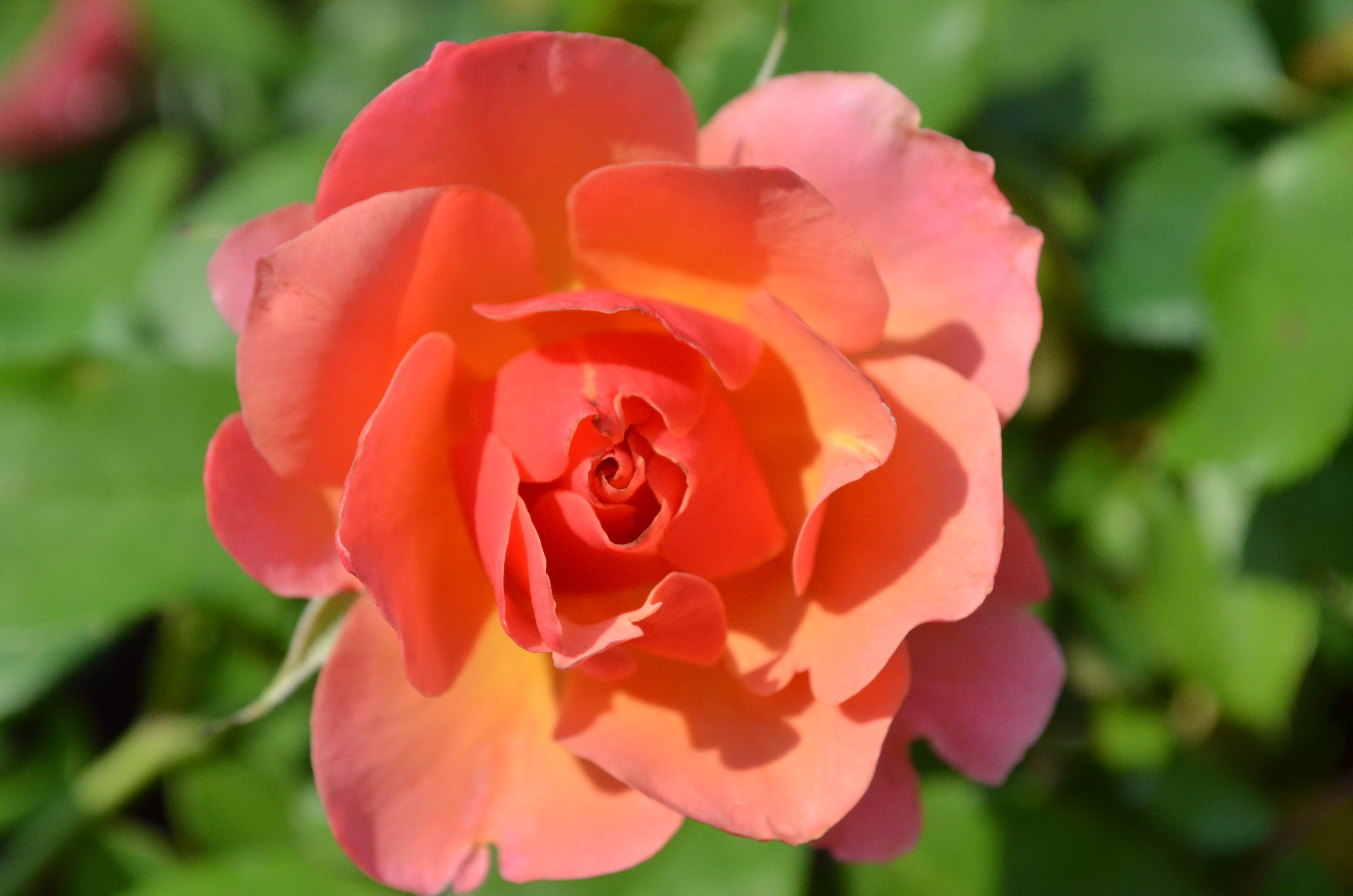 Tequila® Supreme – Antique Rose Emporium