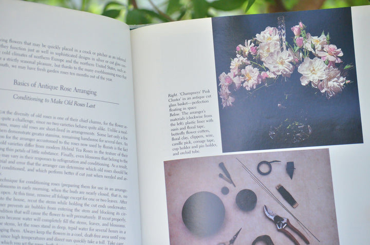 Antique Roses for the South