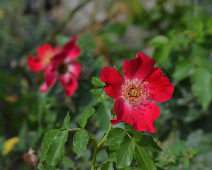 Hip-Happy Rose Bundle (Climber Included)