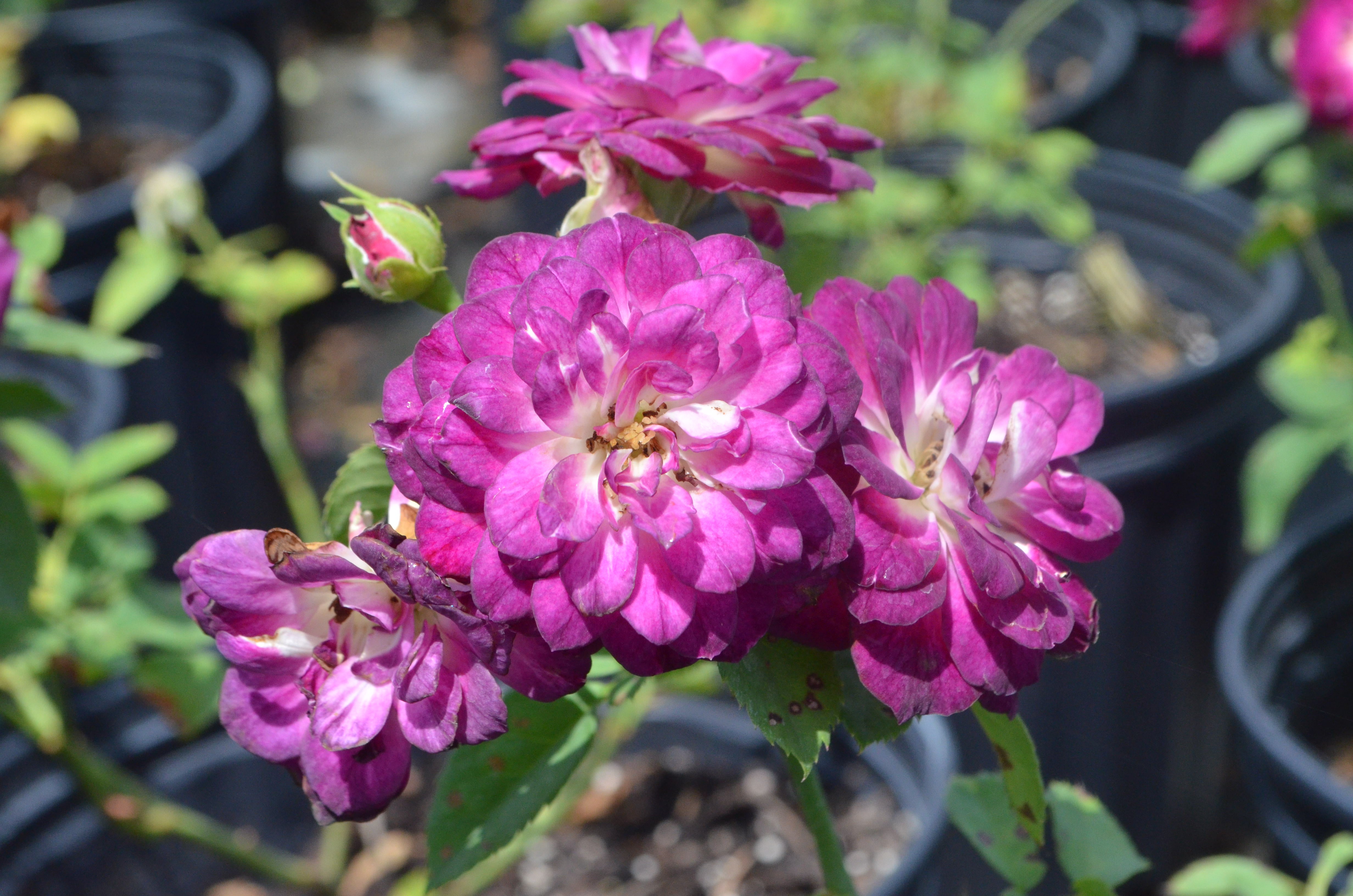 Twilight Princess – Antique Rose Emporium