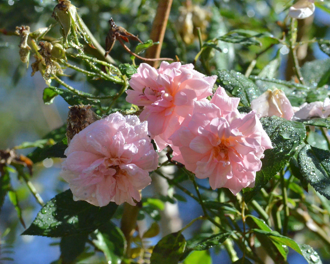 Earth-Kind® Rose Bundle (Small Climber Included)