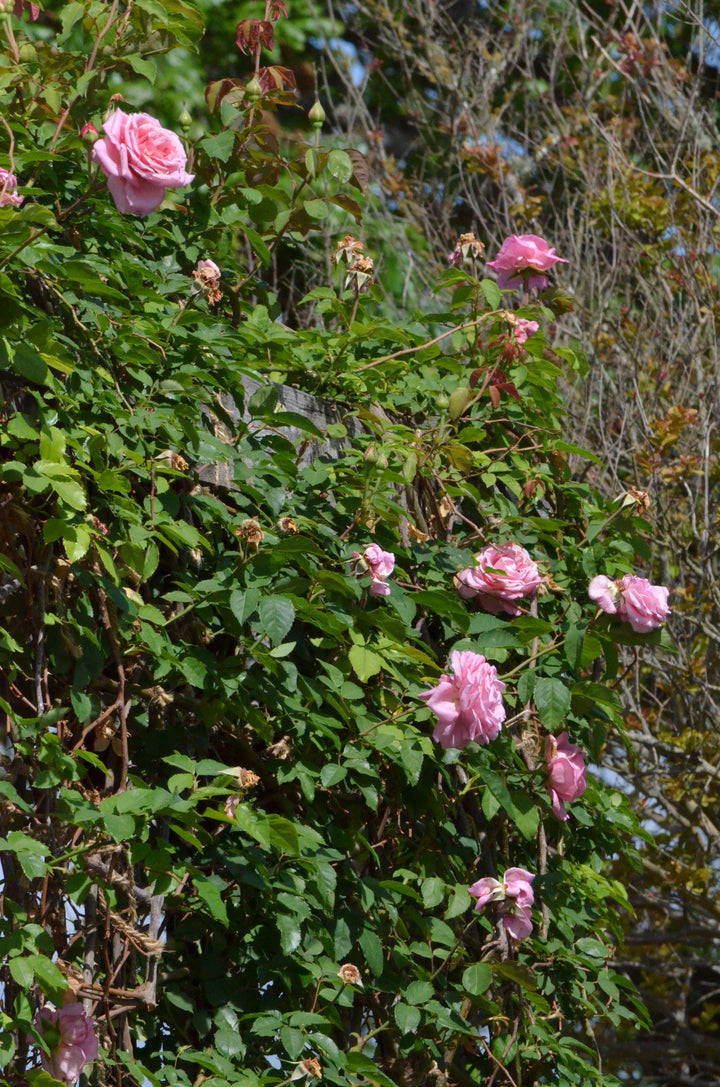 Belinda's Dream, Climbing