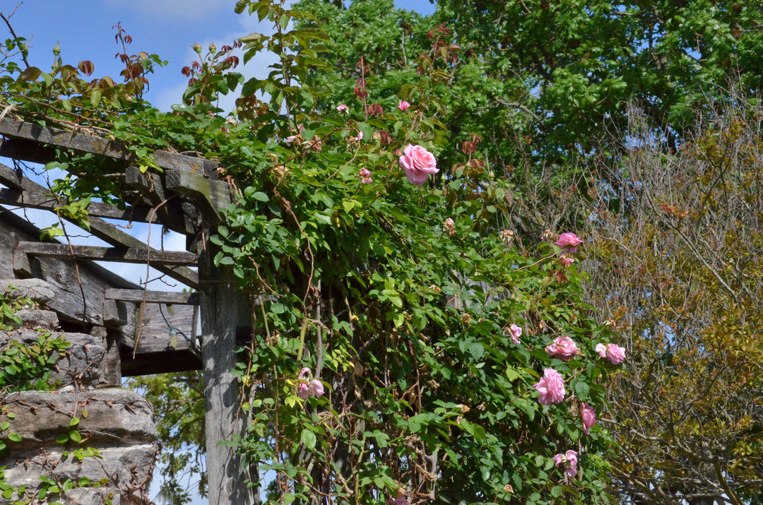 Belinda's Dream, Climbing