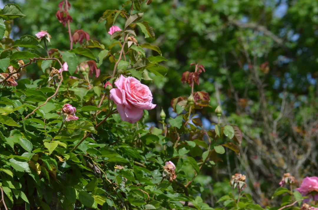 Belinda's Dream, Climbing
