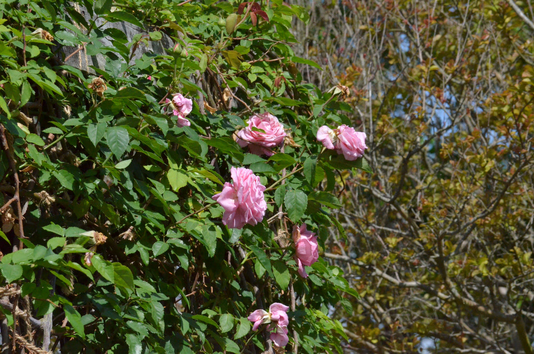 Belinda's Dream, Climbing