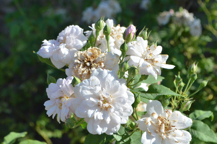 Blush Noisette