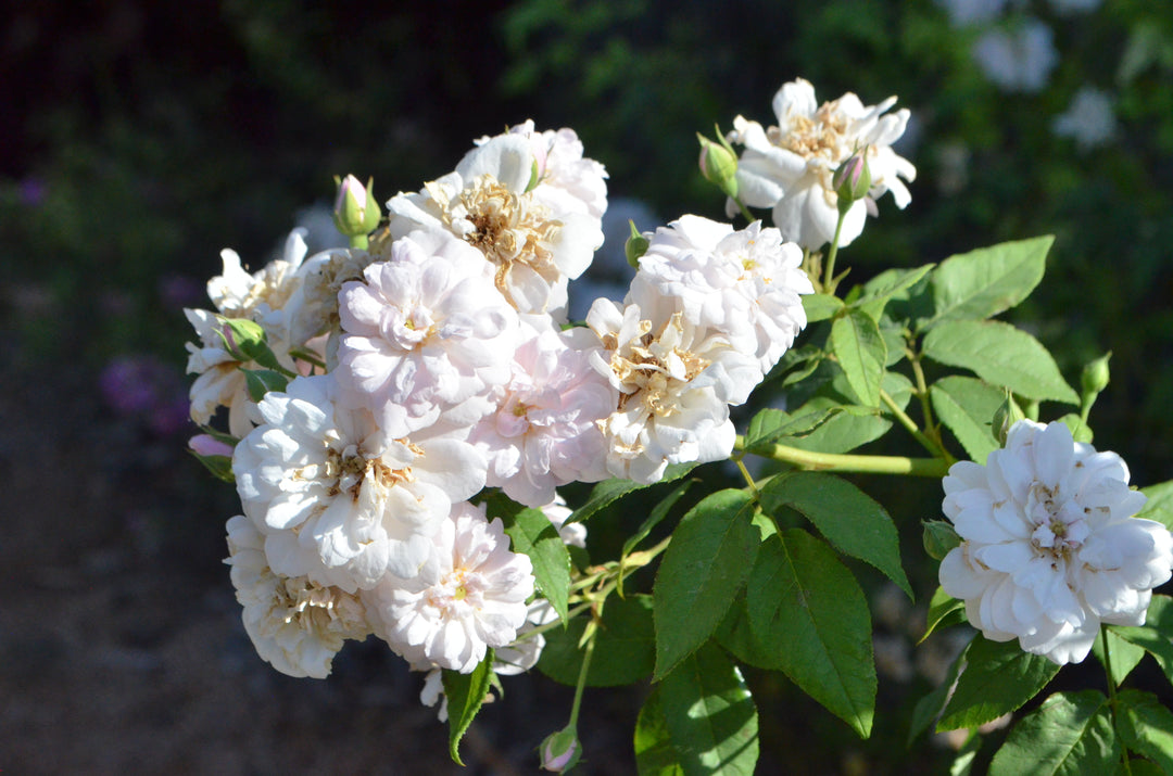 Blush Noisette