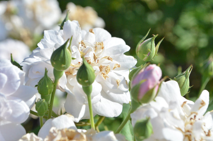 Blush Noisette