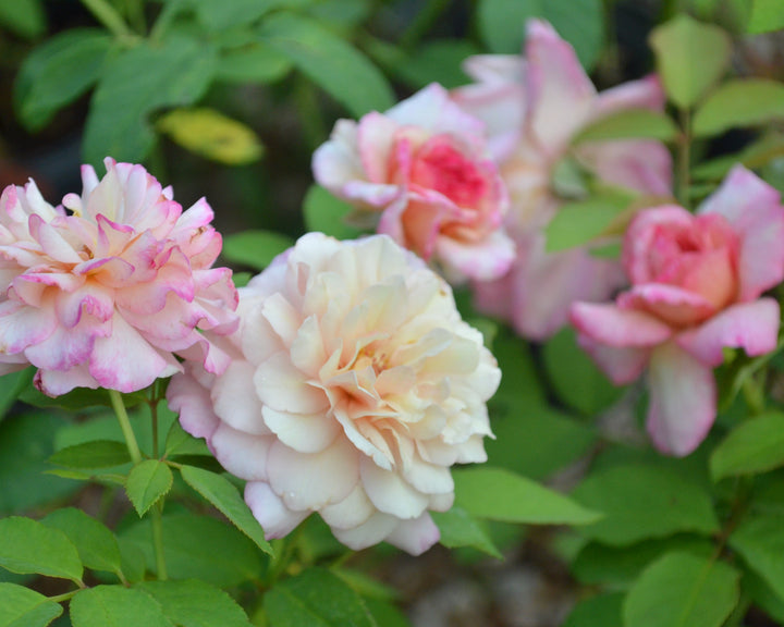 Goblin Cottage Rose Bundle (Climber Included)