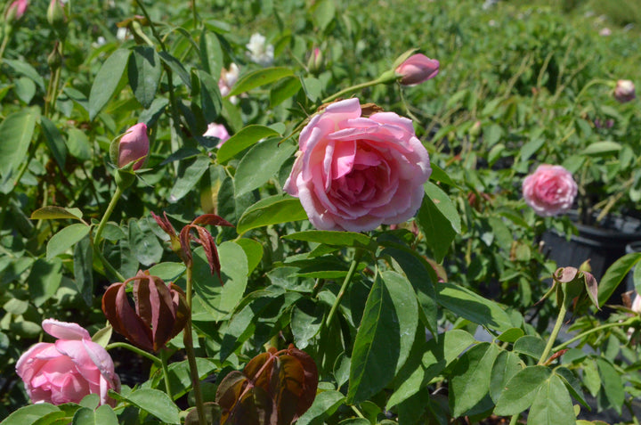 Duchesse De Brabant