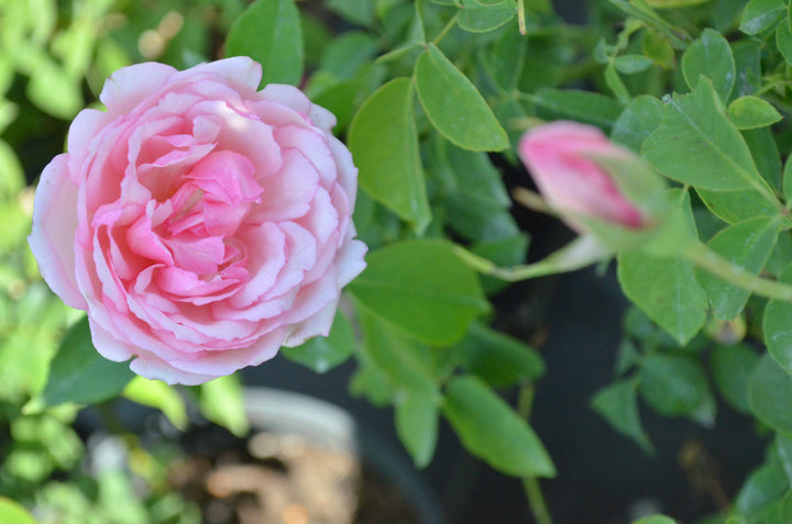 Duchesse De Brabant