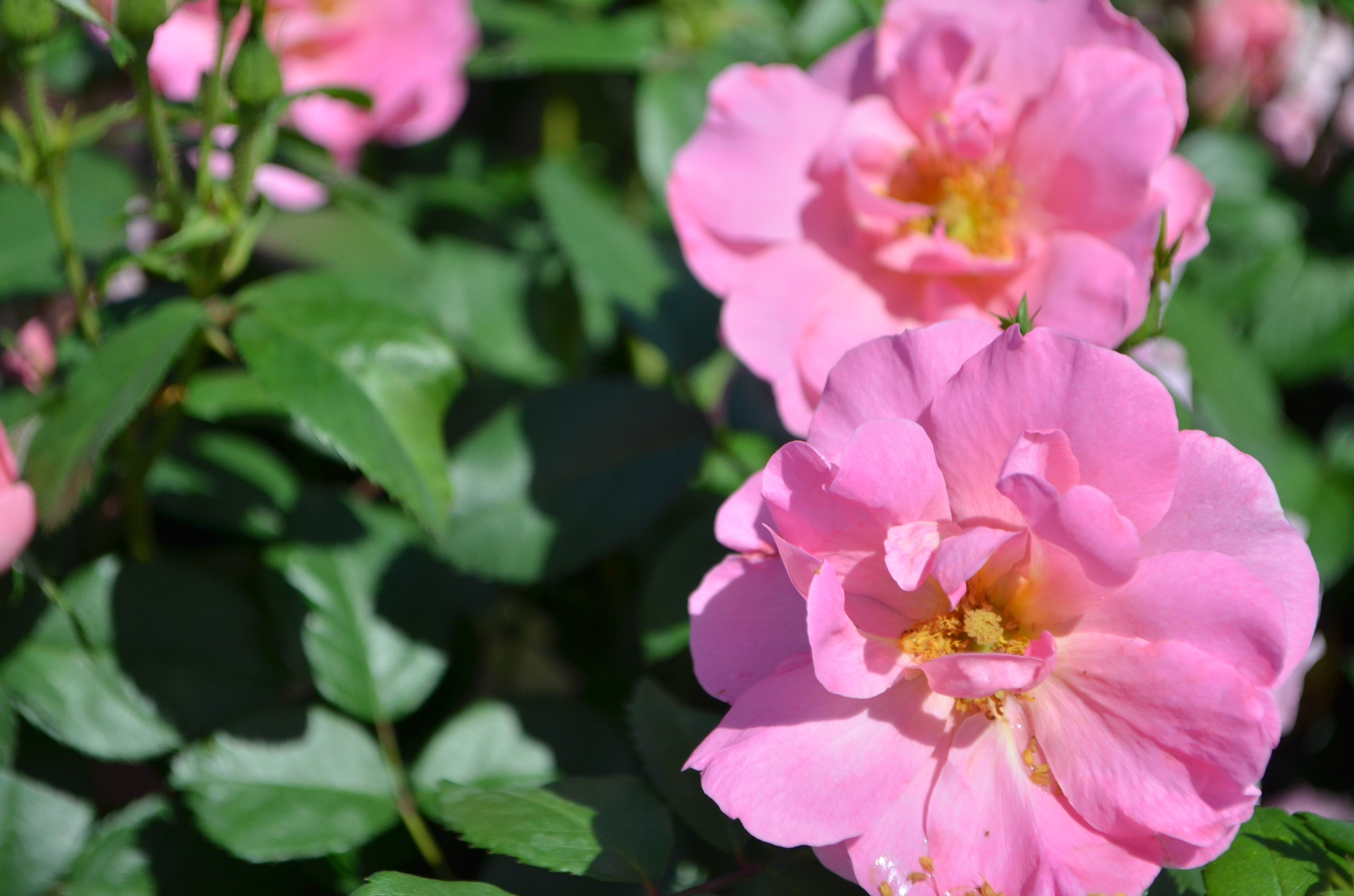 さ*さ様 misha＆puff pointy antique rose 2-4 Always Hope – Antique Rose Emporium