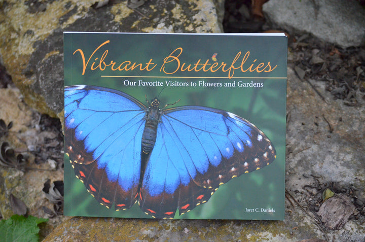 Vibrant Butterflies