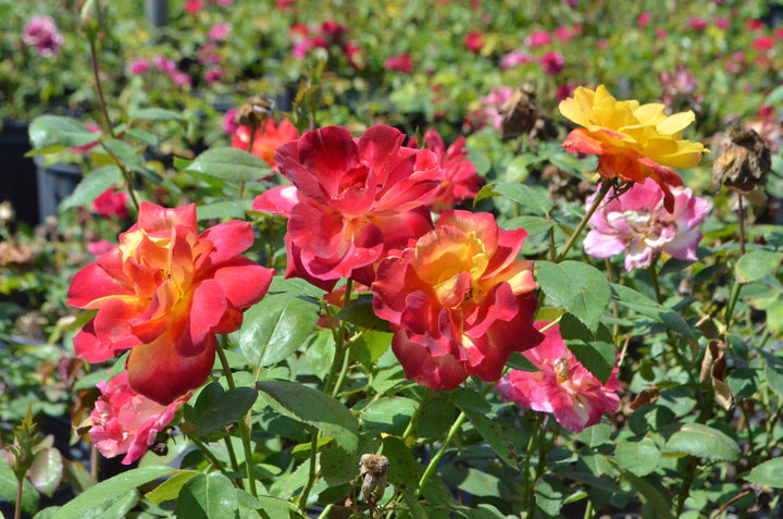 Garden Flame™ Sunbelt ®