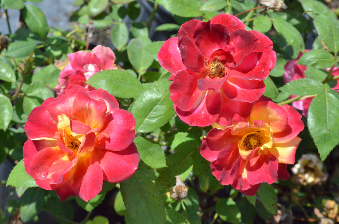 Garden Flame™ Sunbelt ®