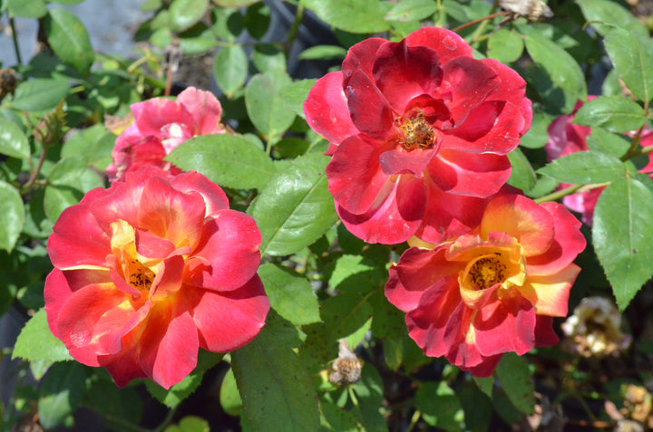 Garden Flame™ Sunbelt ®