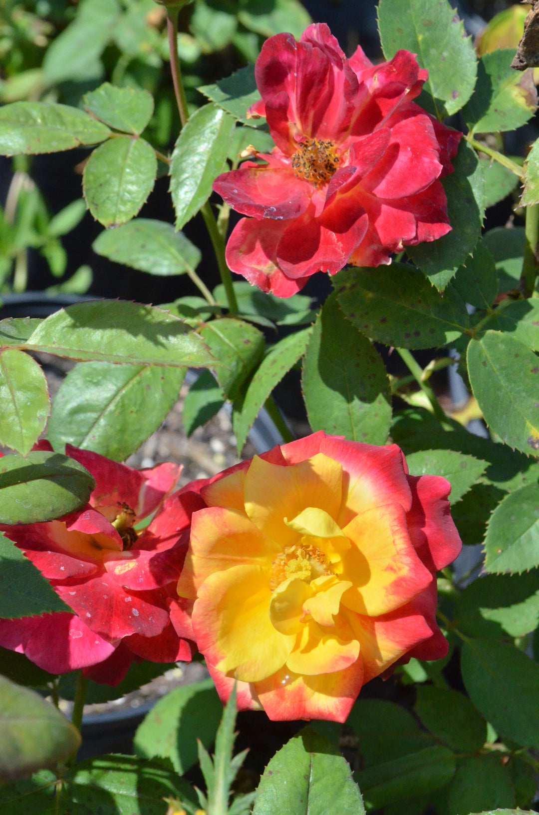 Garden Flame™ Sunbelt ®