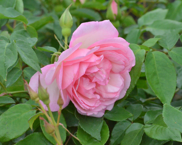 Duchesse De Brabant