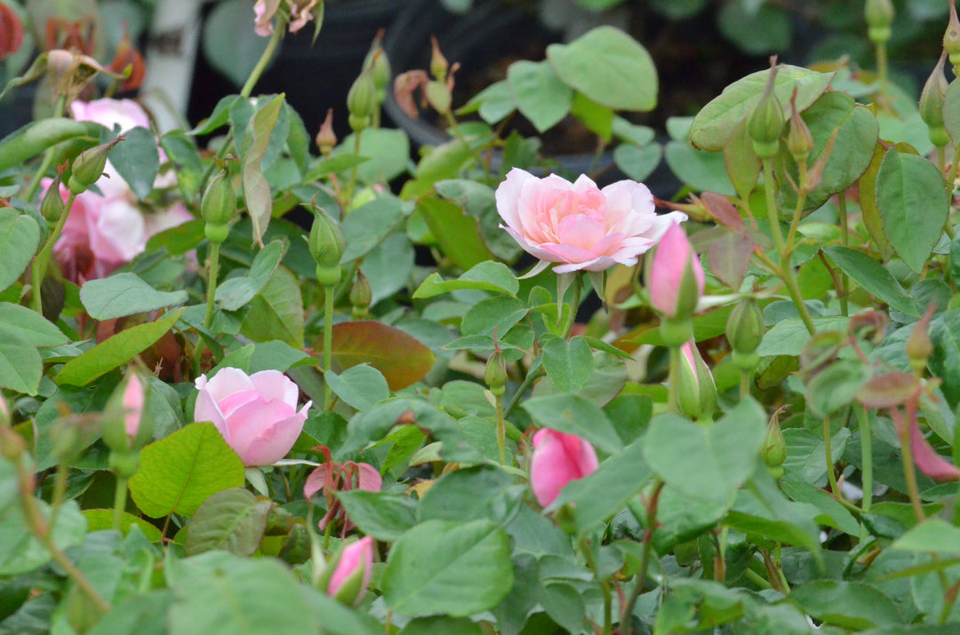 Duchesse De Brabant