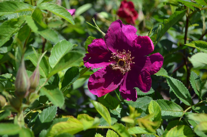 Basye's Purple Rose