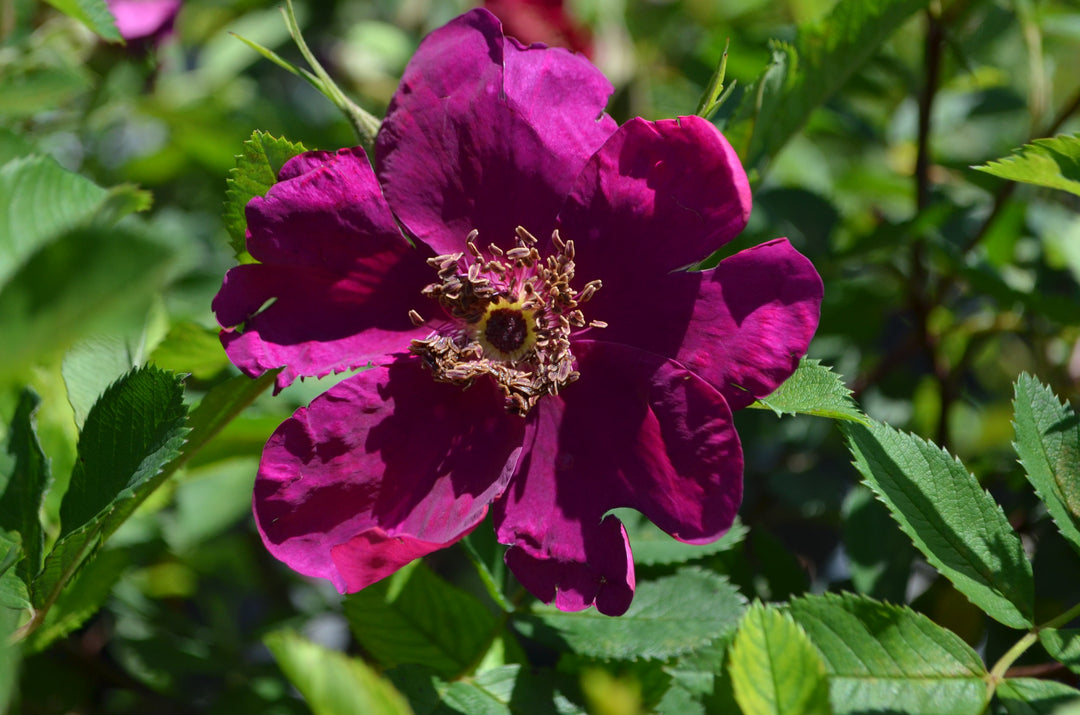 Basye's Purple Rose