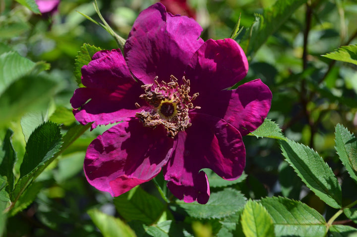 Basye's Purple Rose